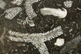 Polished Devonian Fossil Coral and Bryozoan Plate - Morocco #365132-1